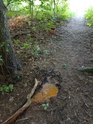 Foto: Farbe im Wald verschüttet 