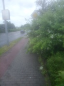 Foto: Gebüsch  