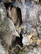 Foto: Schäden am Baum  