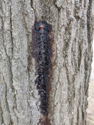 Foto: Baum blutet 