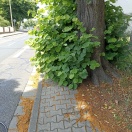Foto: Wildwuchs an Straßenbäumen  