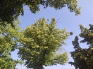 Foto: Totholz 