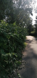 Foto: Bekämpfung von invasiver nicht heimischer Pflanzenart (Japanischer Staudenknöterich) nach EU Verordnung 1143/2014  