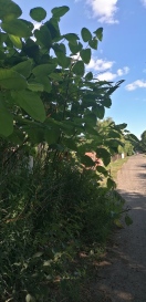 Foto: Bekämpfung von invasiver nicht heimischer Pflanzenart (Japanischer Staudenknöterich) nach EU Verordnung 1143/2014  