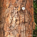 Foto: Eicheprozessionsspinner 
