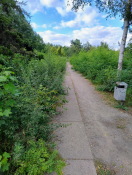Foto: Wildwuchs über Weg 