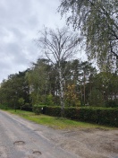 Foto: abgestorbener Baum 