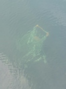 Foto: Einkaufswagen im See 