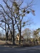 Foto: Ast an Friedhofsbaum 