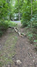 Foto: Baumabfall 