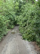 Foto: Äste hängen auf der Straße  