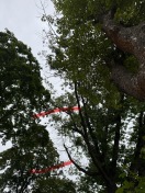 Foto: Straßenbäume, große abgestorbene Äste 