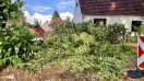 Foto: Linde verliert große Äste bei Sturm 