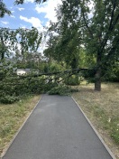 Foto: Baum umgefallen 