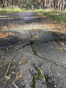 Amt Dahme/Mark: massive Wurzelaufbrüche auf Fläming-Skate Rosenthal-Sieb  Foto: massive Wurzelaufbrüche auf Fläming-Skate Rosenthal-Sieb
