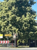 Foto: Sichtbehinderung durch Plakat - Schlepzig 