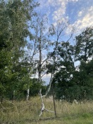 Foto: Sportplatz, abgestorbene Bäume 