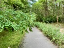 Foto: Radweg wächst zu  