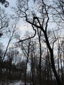 Foto: Astbruchgefahr 