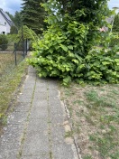 Foto: Gehwege zugewachsen  