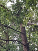 Foto: Bäume abgebrochen und hängen über der Straße in den Ästen 