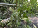 Foto: Sturmschaden  