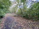 Foto: Umgestürzter Baum auf dem Waldweg  