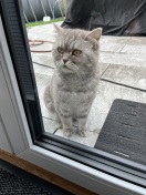 Foto: Katze zugelaufen  