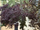 Foto: Angebrochener größerer Ast Bachstr. 