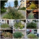 Foto: Verwahrloste Baumscheiben mit Unkraut bis zu 1,5m 