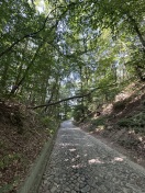 Foto: Baum droht auf Straße zu fallen  