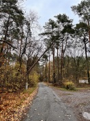 Foto: Baum droht auf Strasse zu fallen  