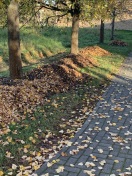 Foto: Laub und Fallobst 