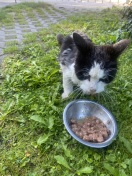 Foto: Verwahrloste Katze 