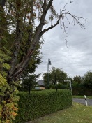 Foto: Dürre Äste an einem Straßenbaum 