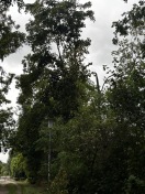 Foto: Baum-Sturmschaden  