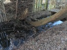 Foto: Wasserstau durch gekippten Baum 