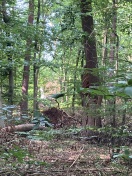 Foto: Gefährlicher Baum  
