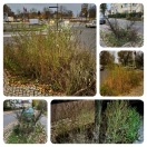 Foto: Unkraut Wuchert in allen Baumscheiben, Sicht in der Kreuzung durch Busch eingeschränkt  