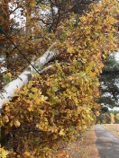 Foto: Baum im Datenkabel 