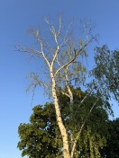 Foto: Abgestorbener Baum verliert Äste 