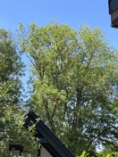 Foto: Totholz im Strassenbaum 
