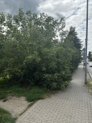 Foto: Gehweg ist langsam zugewachsen  