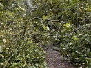 Foto: Der Weg um die Festwiese ist durch umgestürzte Bäume versperrt. 