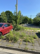 Foto: zugewachsener Gehweg 