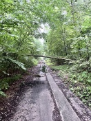 Foto: Umgestürzter Baum 