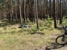 Foto: Müll im Wald 