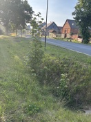 Foto: Baum wächst im Graben  