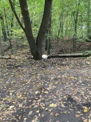 Foto: Illegale Müllablage  