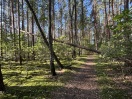 Foto: Umstürzende Bäume drohen auf Weg zu fallen  